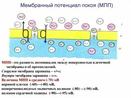 Непрерывное водное пространство