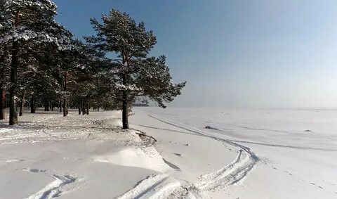 Лисий нос финляндский
