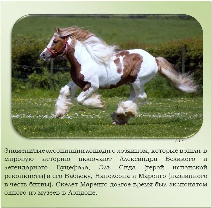 Сообщение о домашнем животном лошадь 3 класс