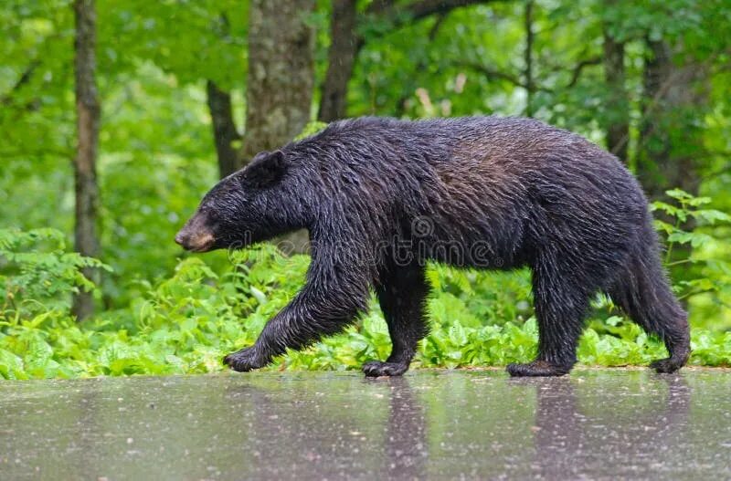 Bears walk. Bear walk. melursus ursinus inornatus.