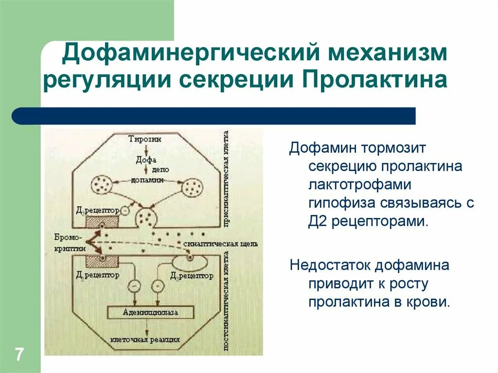 Действие пролактина. Регуляция секреции пролактина схема. Лактотропный гормон регуляция секреции. Пролактин механизм регуляции. Пролактин биохимия механизм.