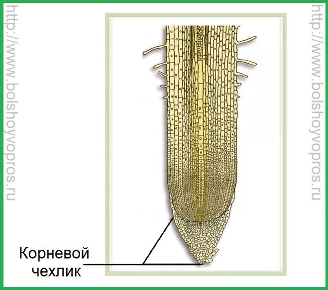 апикальная меристема корня. корневой чехлик строение. функции корневого чехлика у растений. корневой чехлик. функции корневого чехлика у растений.