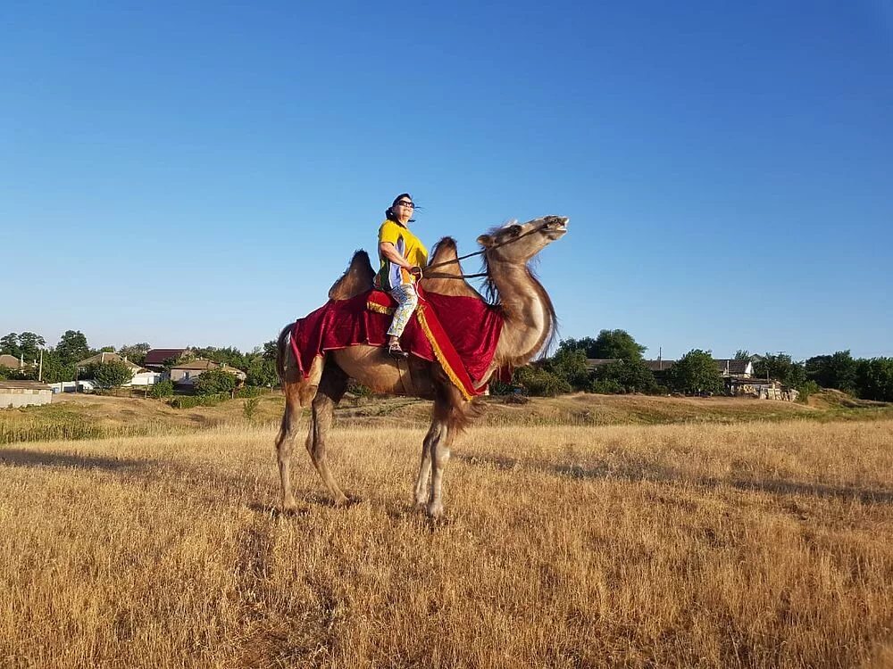 верблюжий остров элиста. верблюд калмыцкий бактриан. сомали верблюды. верблюд калмыцкий бактриан. калмыцкий двугорбый верблюд.