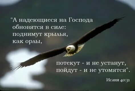 Пословица крыло