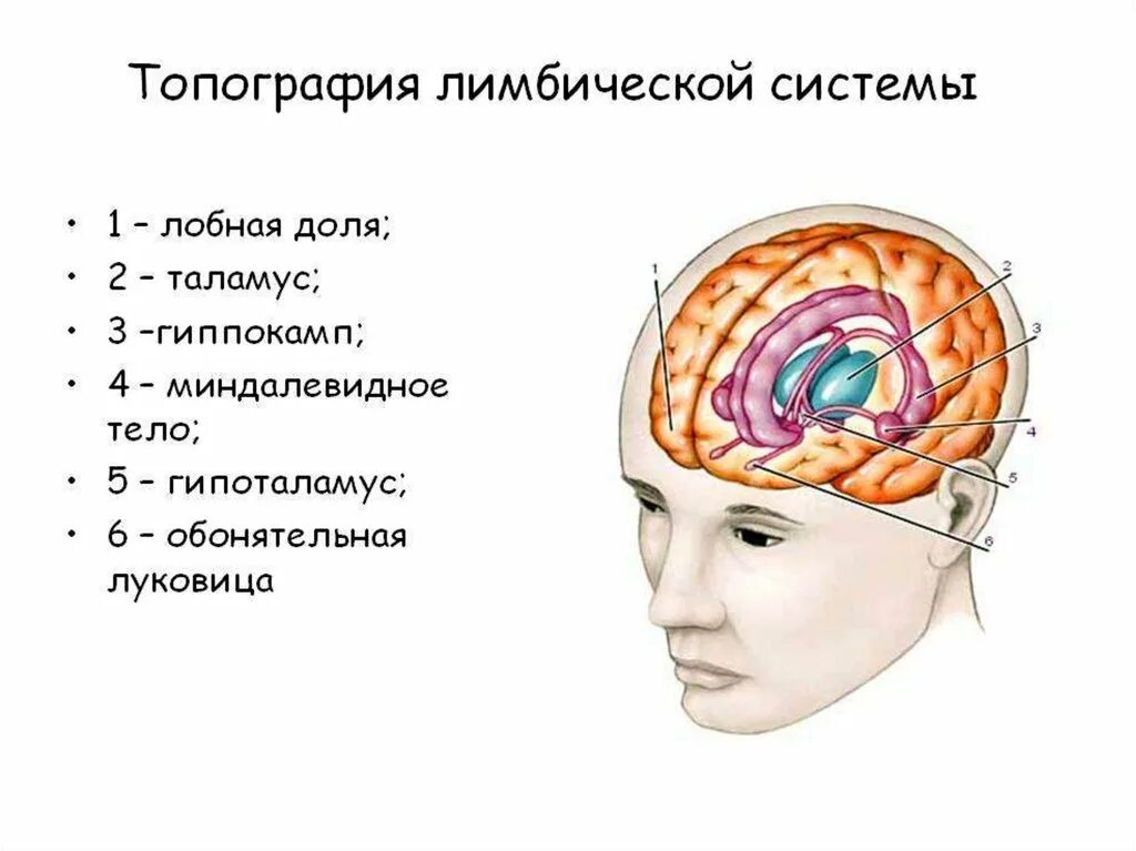 Центр чувств в мозге
