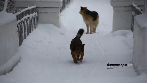 Собака башкирии