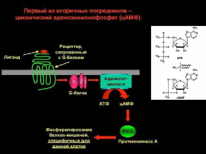 Образование цамф. Цамф активатор протеинкиназы. фосфорилирование белков протеинкиназы. строение рецептора биохимия. схема фосфорилирования белков.