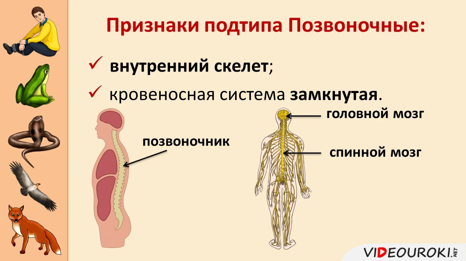 Какие признаки человека и животного общего. Подтип позвоночные признаки. Признаки позвоночных у человека. Признаки подтипа позвоночных. Признаки принадлежности человека к подтипу позвоночных.