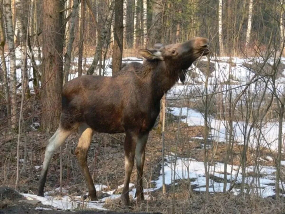 Весенний лось