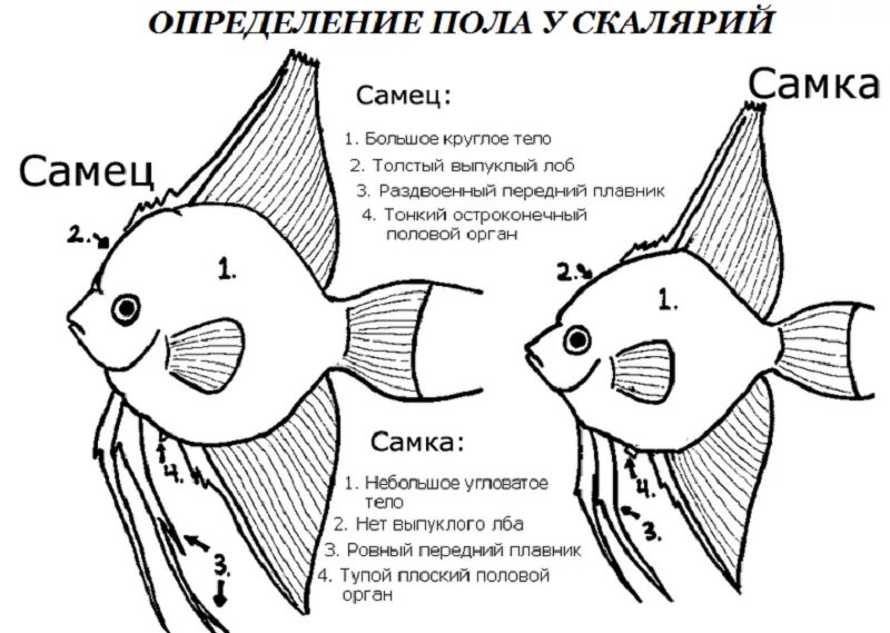 Как отличить самку. Скалярии отличия самца от самки. Рыбки скалярий самец самка. Скалярия самец отличия от самки. Скалярии отличить самца от самки.