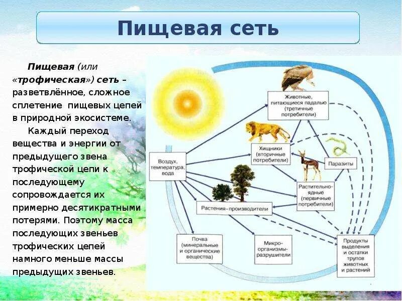 1 пищевые связи. Схема пищевой сети. Цепь питания с круговоротом веществ. Пищевые цепи и сети трофические уровни. Пищевая цепочка в природе круговорот.