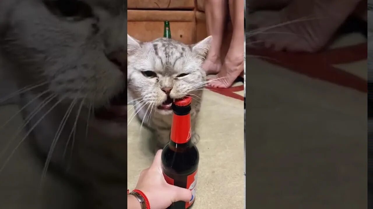 Кот открыл кран. Кот с бутылкой. Кот открывает бутылку. Котик с бутылкой вина. Котик облизывает бутылку.