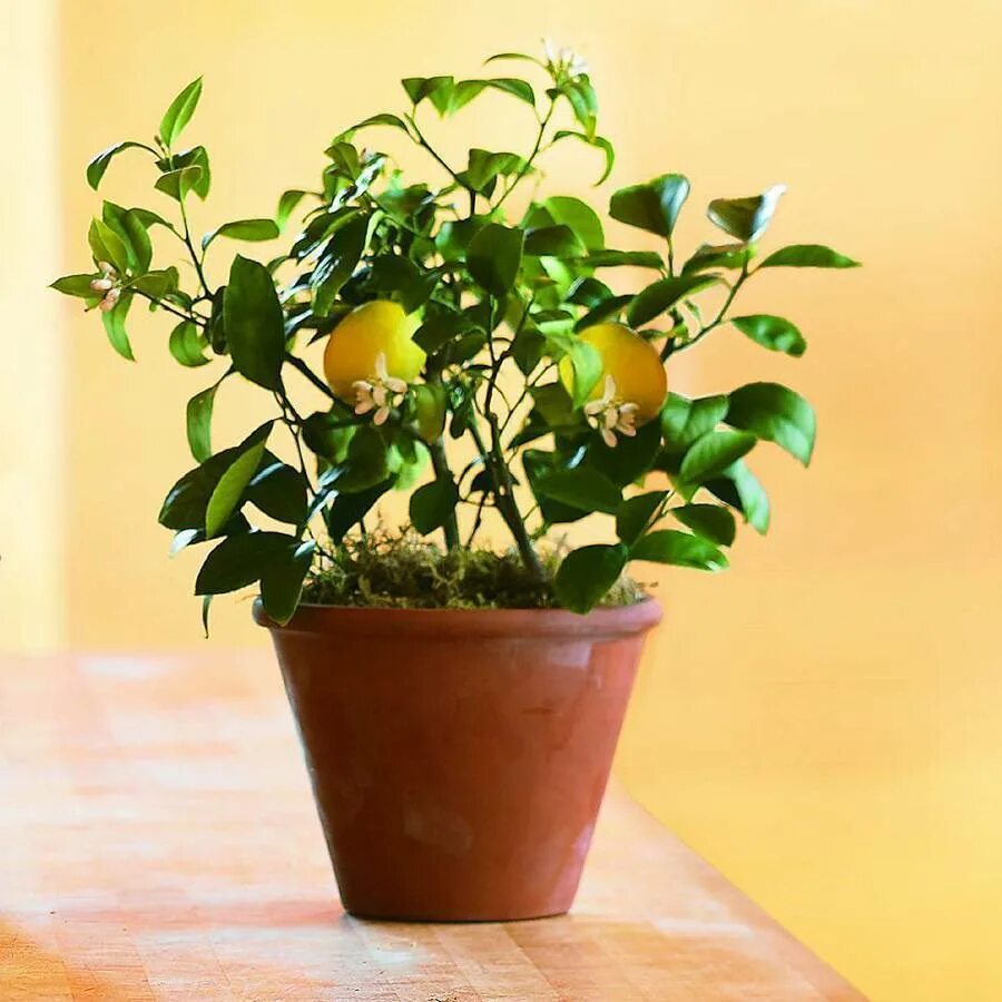 Какой горшок нужен для лимона. Цитрус (комнатное растение) лимон Мейера. Цитрус (комнатное растение) лимон Лунарио. Лимон Мейера куст. Эвкалипт лимонный цитрус комнатный.
