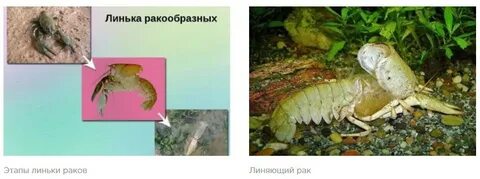 Сколько линяет рак
