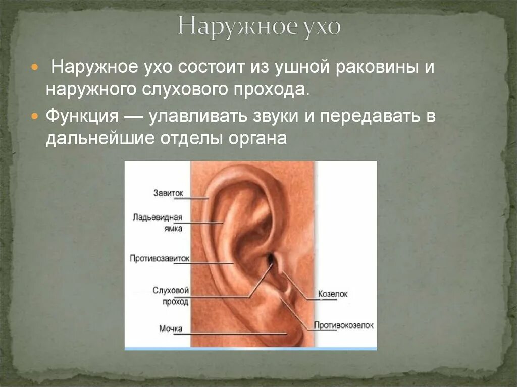Характеристика уха человека. Строение уха внешнее строение. Ушная раковина анатомия строение уха. Строение наружного уха человека. Наружное ухо строение его части.