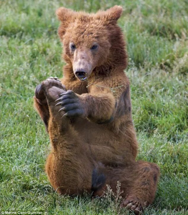 Аниматроник полярный медведь. Символ масленицы медведь. Европа бурый медведь. Бурый медведь кавказский заповедник. Bear show.