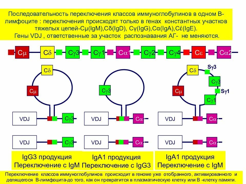 Переключение классов иммуноглобулинов иммунология. Переключение класса иммуноглобулинов происходит в. Механизмы переключения синтеза антител с одного класса на другой.. Гены тяжелых цепей иммуноглобулинов. Последовательное переключение