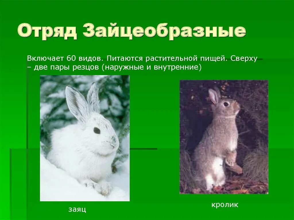 К какому отряду относится заяц