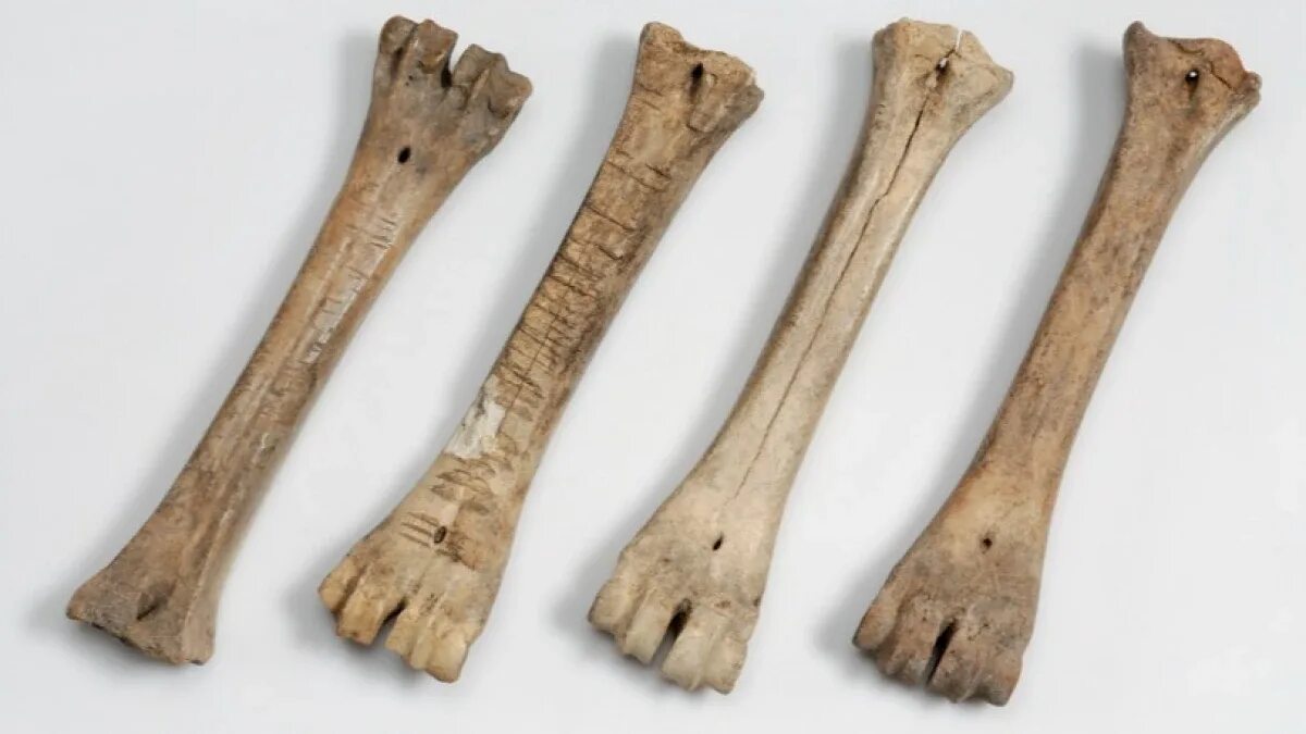 Мы видим в костяных коньках найденных археологами. Костяные коньки. Древние костяные коньки. Древние коньки из костей животных. Средневековые костяные коньки.