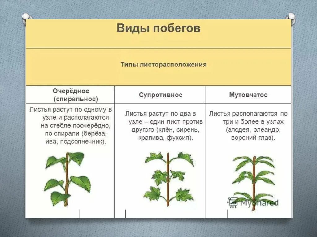 Виды изменения стебля. Виды побегов. вид роста побега. виды побегов у растений. типы роста побега.
