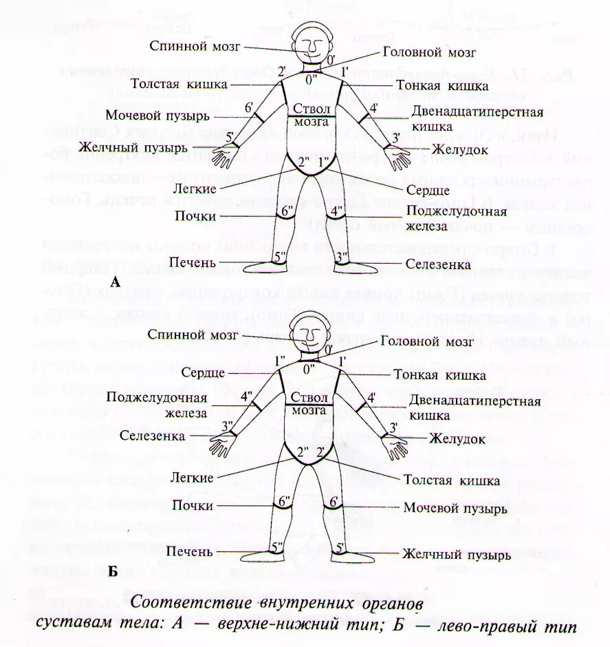 Психосоматика болезней суставов. Части тела и эмоции. Части тела в психосоматике. Психосоматика схема тела. Эмоции в частях тела человека.