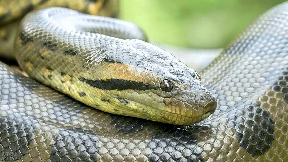 Анаконда змея. Анаконда eunectes murinus. Змея зеленая Анаконда. Гигантская зеленая Анаконда. Самая гигантская анаконда