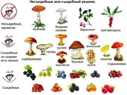 Грибы и ягоды картинки для детей