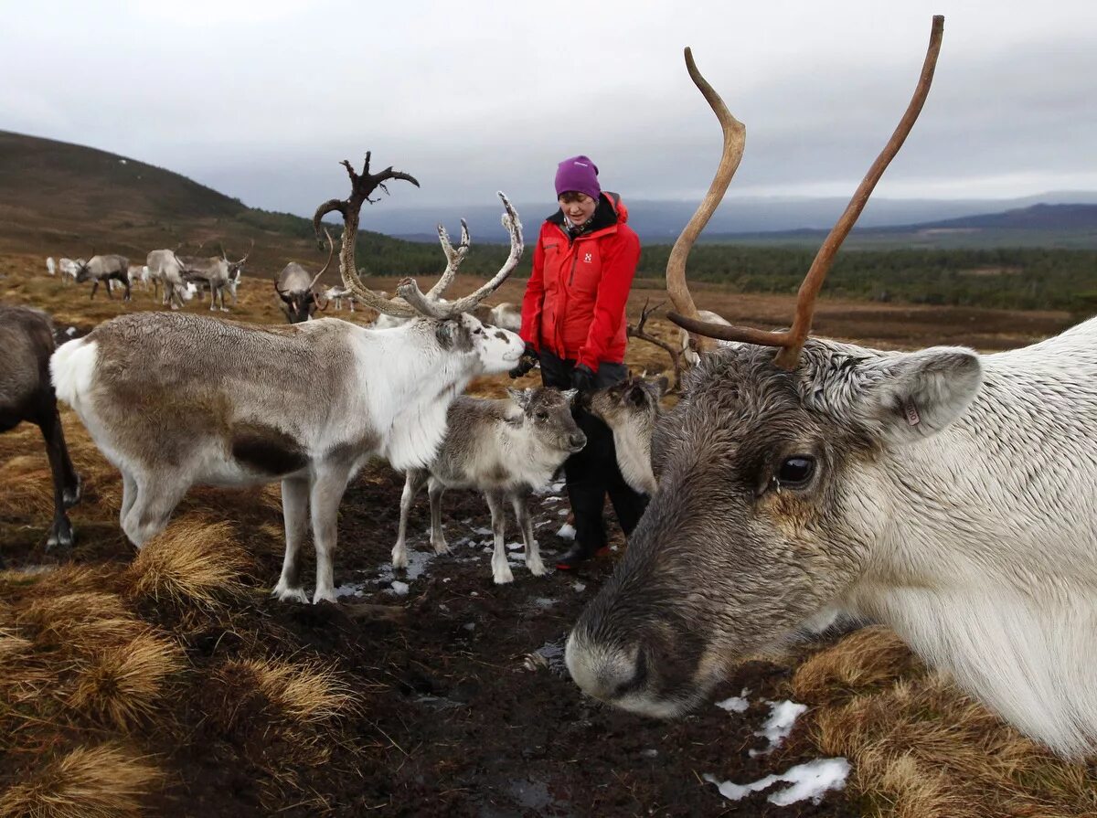 северный олень таймыр. олени живут в тундре. новоземельский северный олень. северные олени тундры россии. олени живут в тундре.