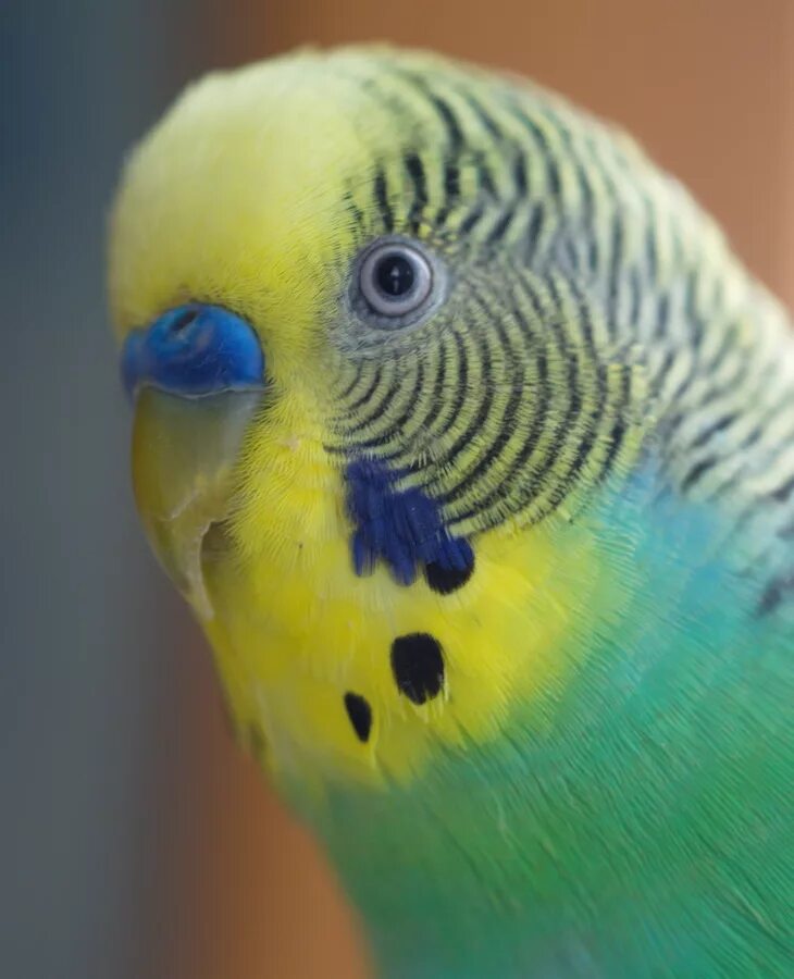 волнистый попугайчик голубой с желтым. волнистый попугайчик голубой. сине-желтый ара, ara ararauna. синегорлый ара. попугайчик желто голубой.