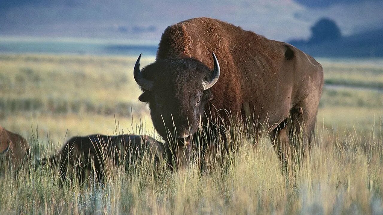 Орегонский бизон. Гигантский муравьед южной америки. Американский степной бизон. Гигантский муравьед южной америки. Орегонский бизон.