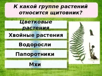 Систематическая группа растения сосна