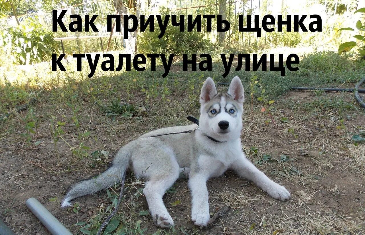 Как приучить взрослую собаку к улице. Как приучить щенка. приучение собаки к туалету на улице. приучить собаку ходить на улицу. хаски на улице.