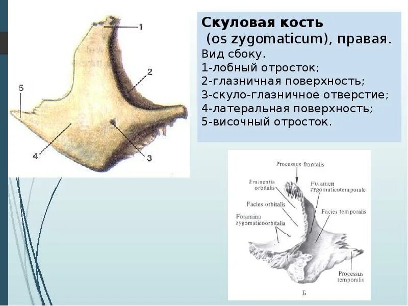 Анатомия скуловой кости