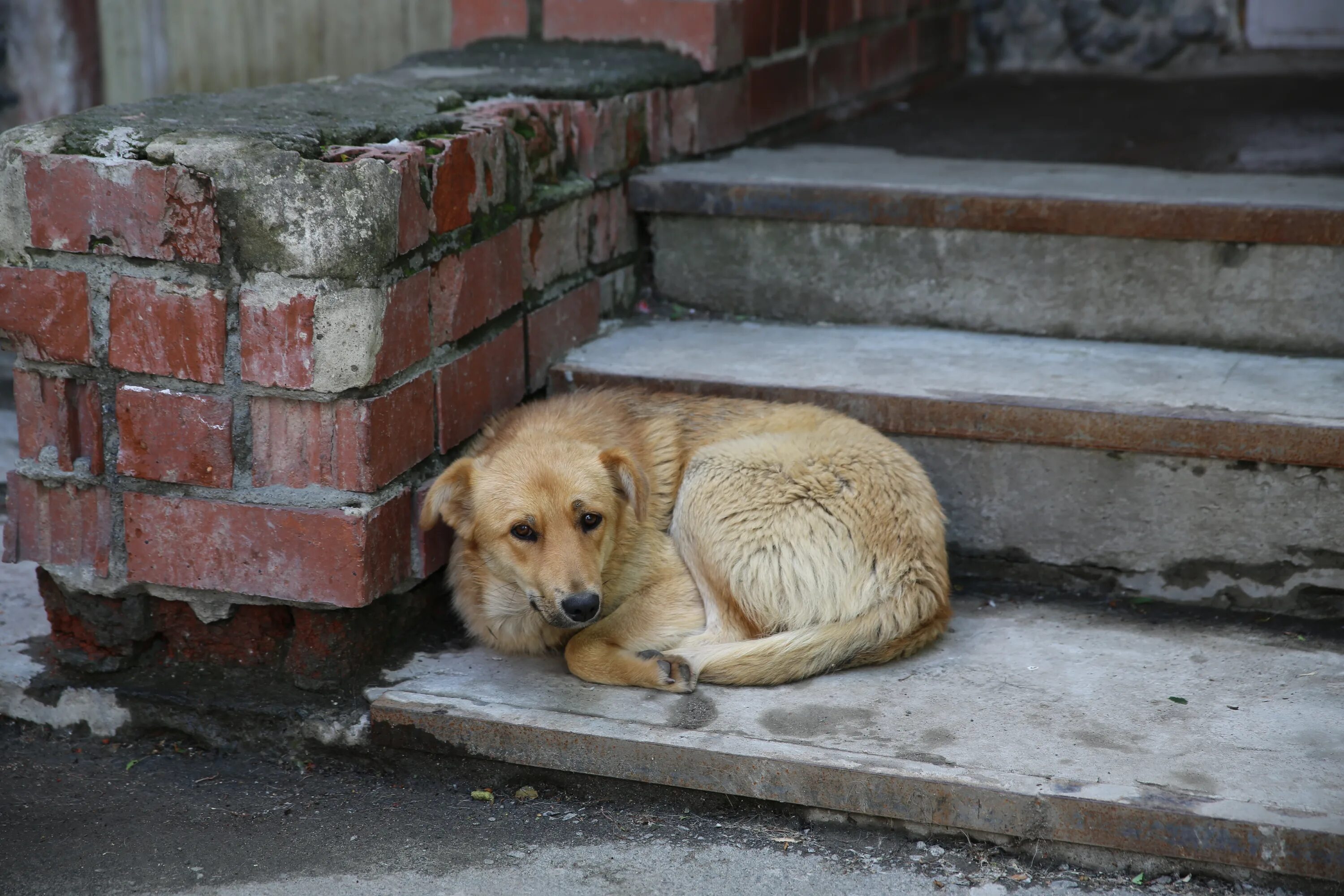 стая бездомных собак. бездомные собаки в городской среде. номер бездомных собак. бездомные собаки на улице. бездомные собаки.