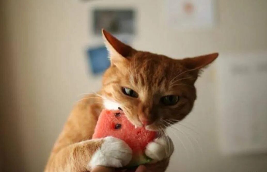 Кот который ест мем. Кот который ест мем