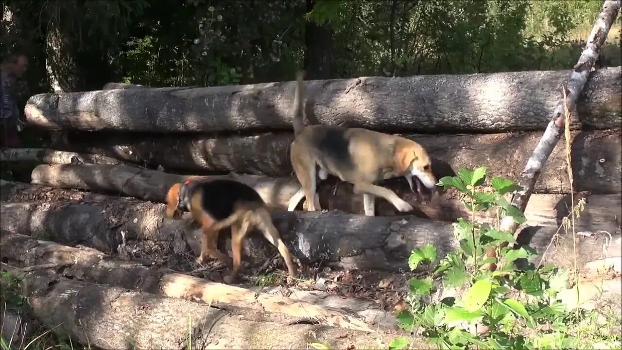 Загнали видео. Собака догоняет кошку. Загнали видео. Собака догоняет кошку. Загнали видео.