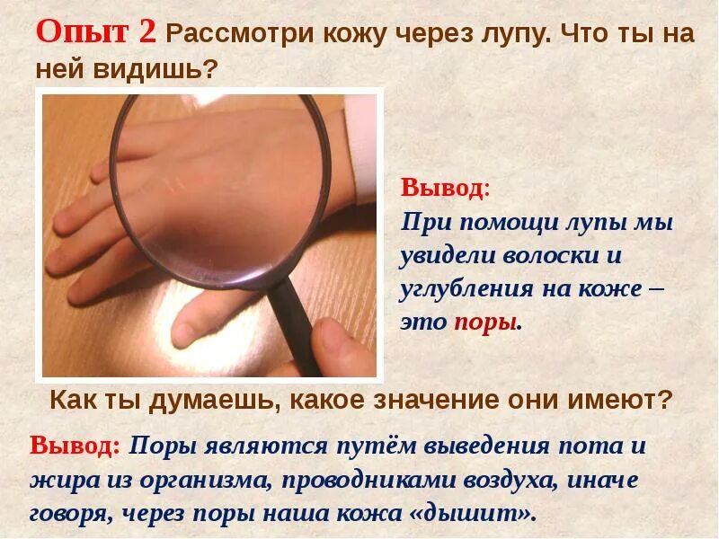 Проект окружающий мир 3 класс про кожу Проект "Можно ли кожу назвать одеждой человека" Хохлова Ася