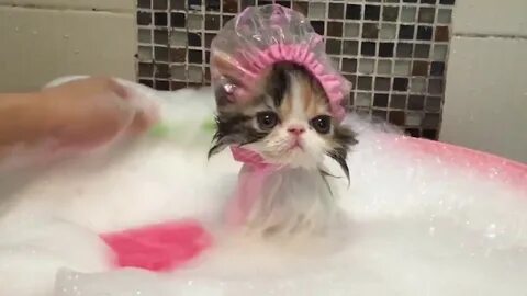 Кошка пена