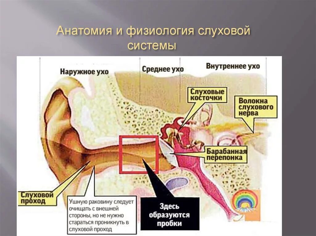 Почему стук в ухе. Строение уха серная пробка. Слуховой анализатор ухо отит. Барабанная перепонка строение уха человека. Ухо барабанная перепонка строение.