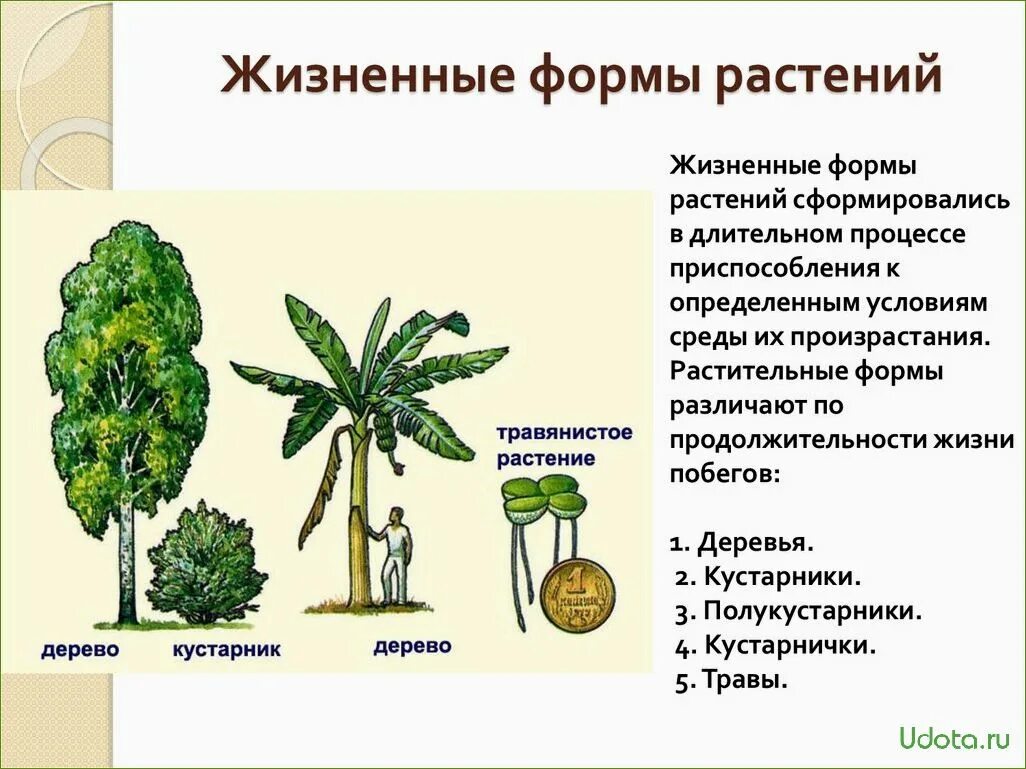 Срок жизни растения. Жизненные формы растений таблица 6 класс. Жизненная форма растений таблица 5 класс по биологии. Дизненныеформ растений. Описание жизненных форм растений.