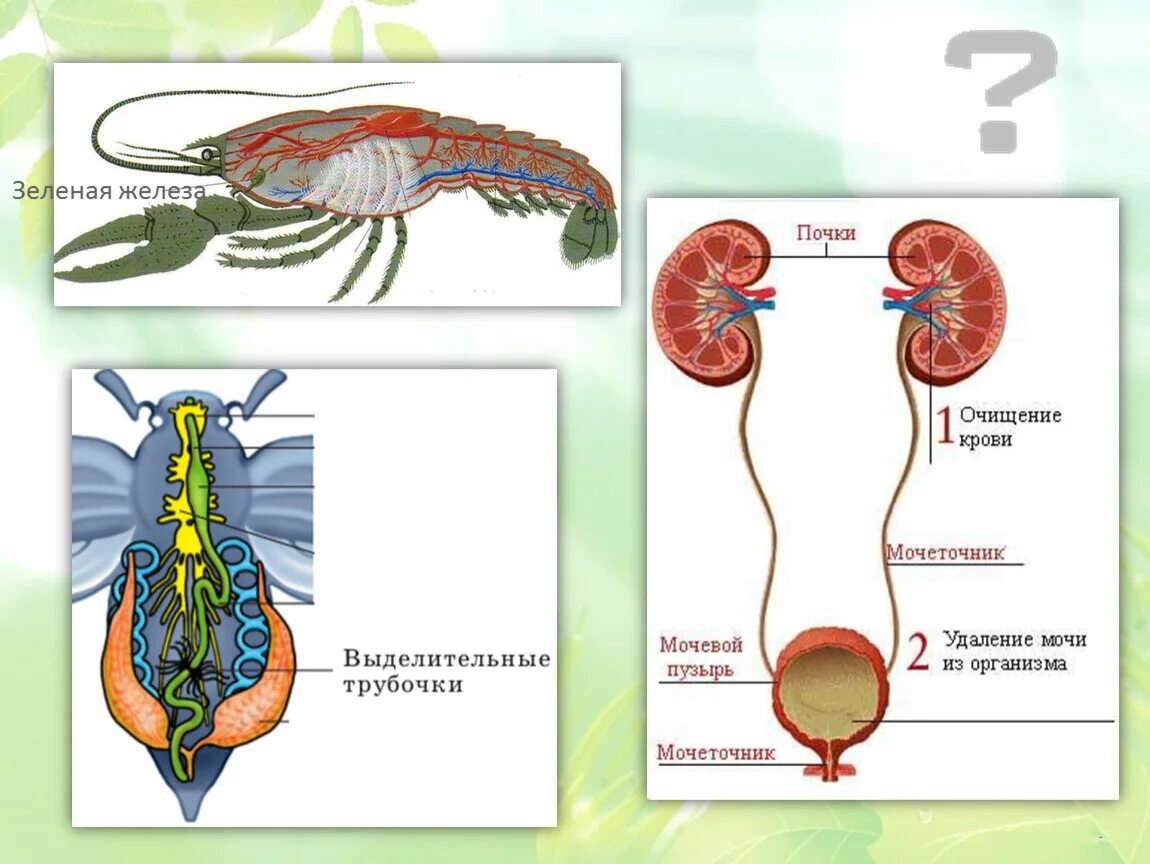 К какой системе относится зеленая железа. Системы органов животных 5 класс. Системы органов животных 5 класс биология. Системы органов животных схема. Выделительная система животных.