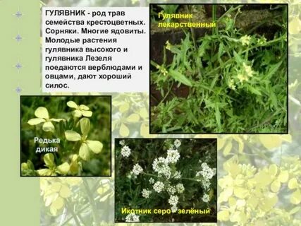 Лекарственные растения крестоцветных