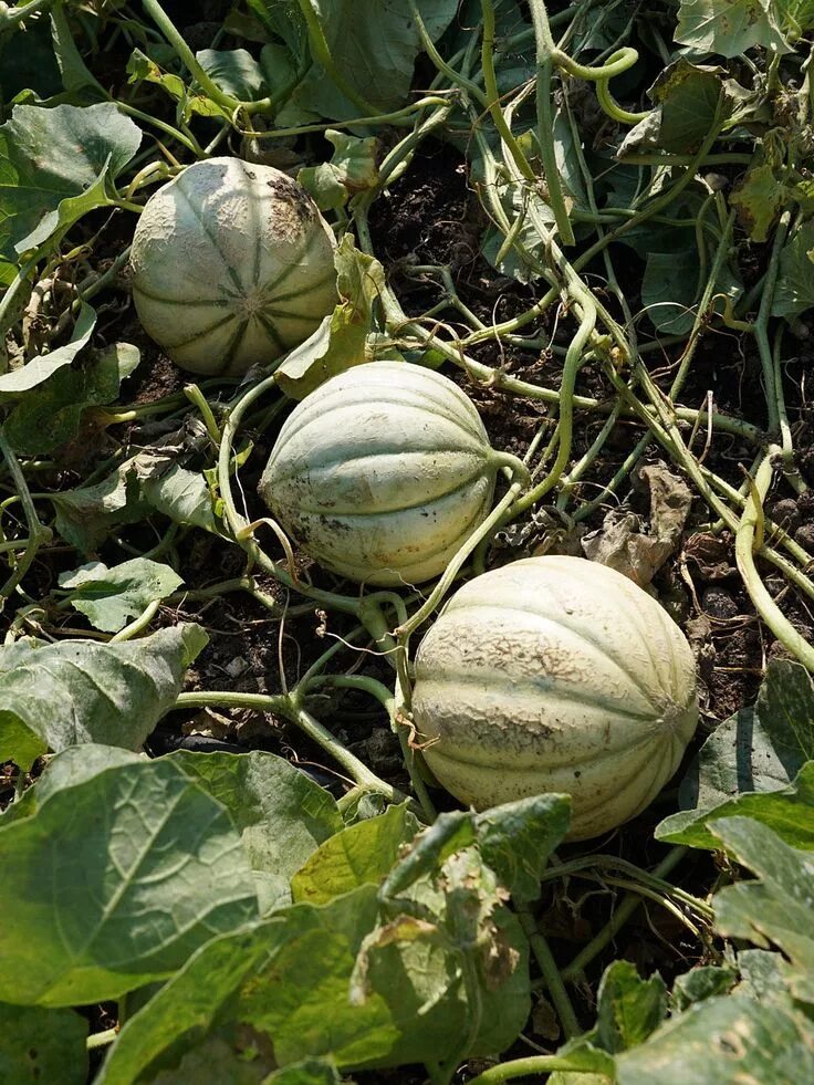 Арбуз на грядке. Дыня сладкоежка. Дыня на грядке красивое фото. Melon Cantaloupe Hales best Jumbo Seeds. Когда сеять дыню на рассаду в подмосковье