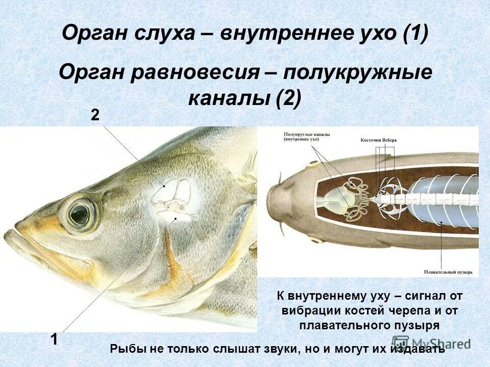 строение внутреннего уха рыбы. органы чувств рыб строение. органы чувств рыб строение. особенности строения органов чувств у рыб. функции органов чувств у рыб.