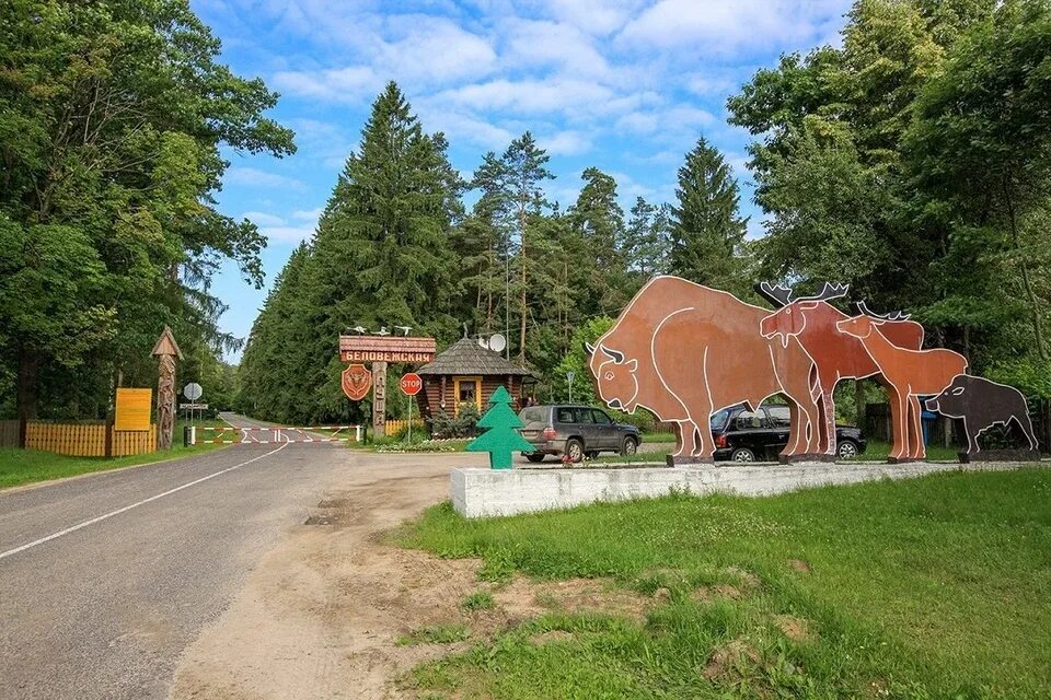 Белоруссия природа беловежская пуща. Каменюки беловежская пуща. Беловежская пуща р34. Беловежская пуща заповедник. Национальные парки беловежская пуща.