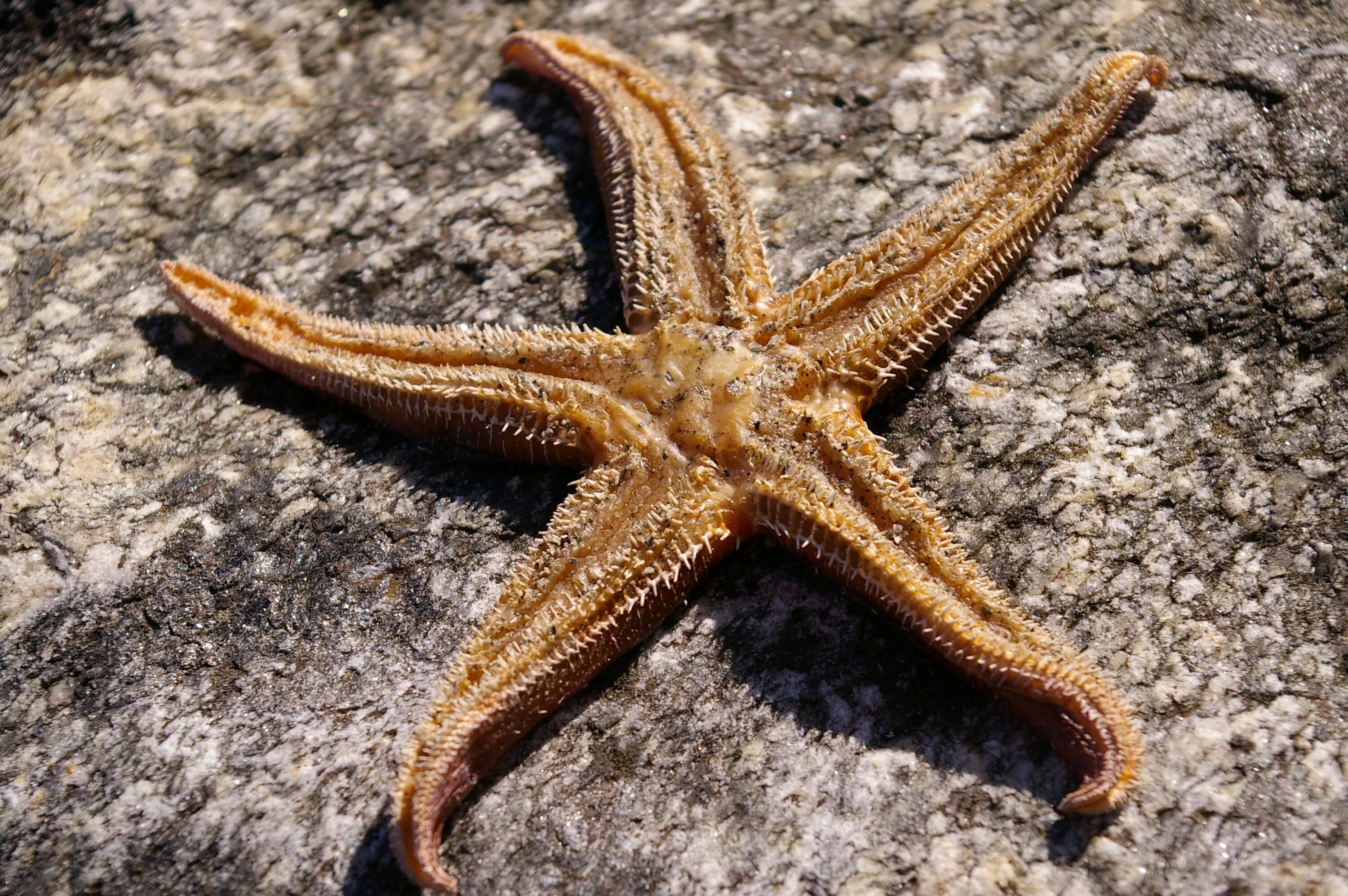 Иглокожие морские звезды. Иглокожие Echinodermata. Морская звезда Архипо-Осиповка. Морская звезда Midgardia Xandaros.. Найти морскую звезду