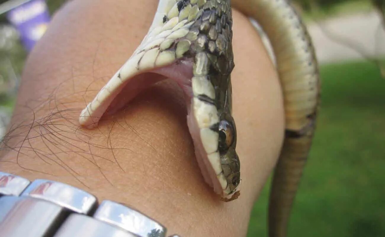 Кусает ли змея змею