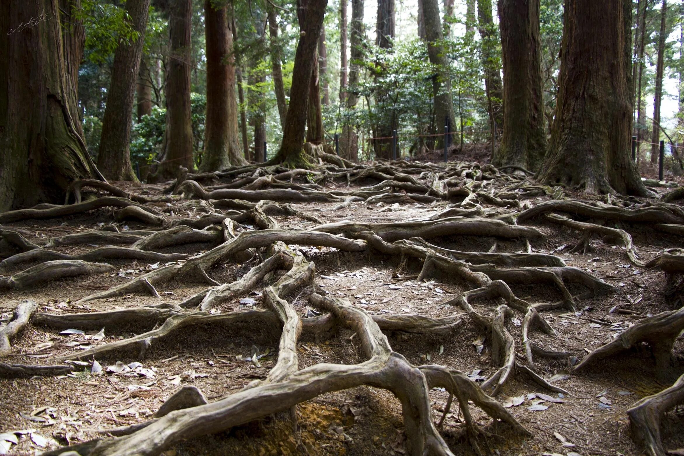 корень дерева с тропинкой. корни на тропинке. изогнутые деревья. корни деревьев в лесу. корни дерева.