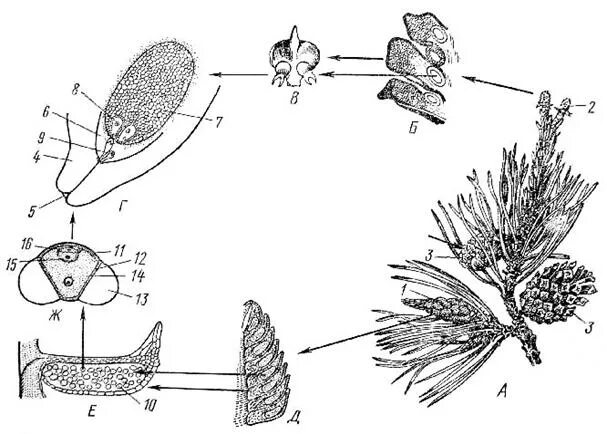 Где образуются пылинки у сосны. Жизненный цикл голосеменных растений сосна обыкновенная. Цикл сосны обыкновенной. Микроспора голосеменных. Формирование семязачатка у голосеменных.