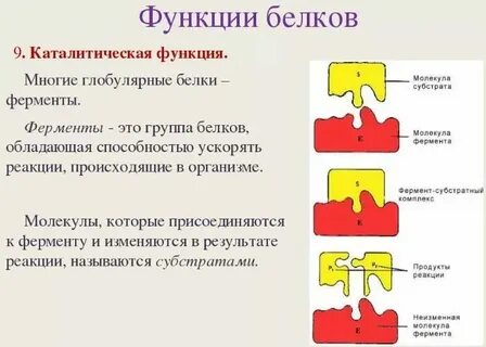 Ферментативная функция белков описание